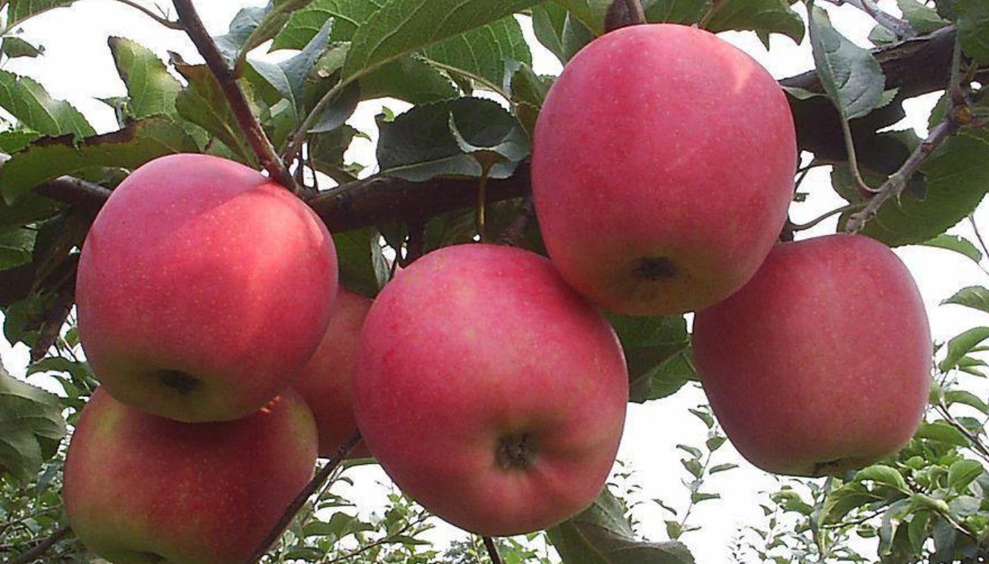 苹果新吃法这样做太好吃了,苹果还可以这样吃外酥里嫩