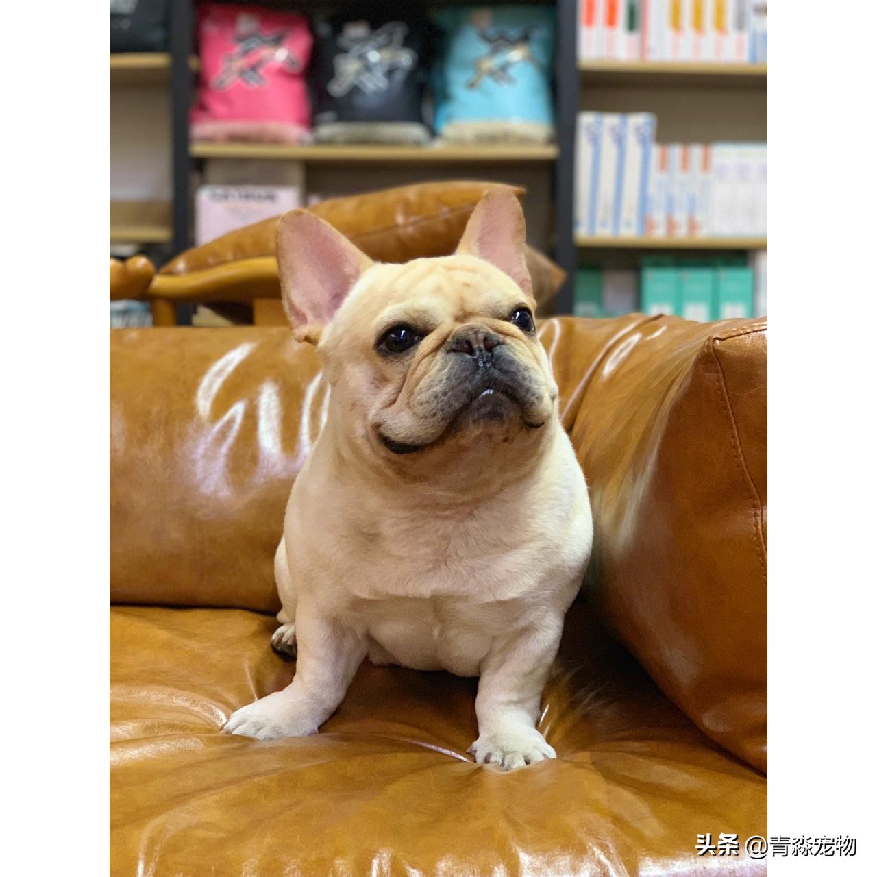 宠物狗耳螨怎么办啊,耳螨狗狗应该注意什么