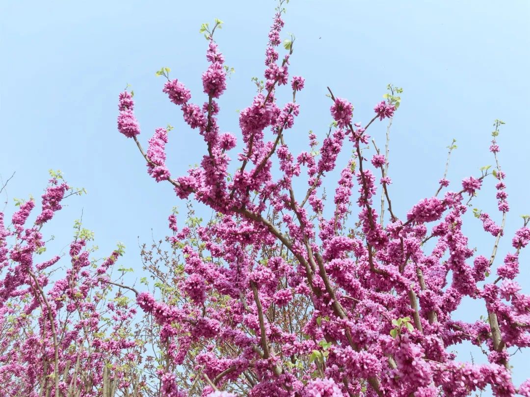 郁金香花海太美了,咸阳湖畔郁金香花海