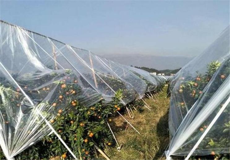 橙子的贮藏方法和管理方式,橙子如何防果蝇