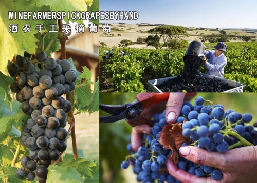 葡萄酒代理葡萄酒加盟利润分析,温州红酒代理加盟优惠政策