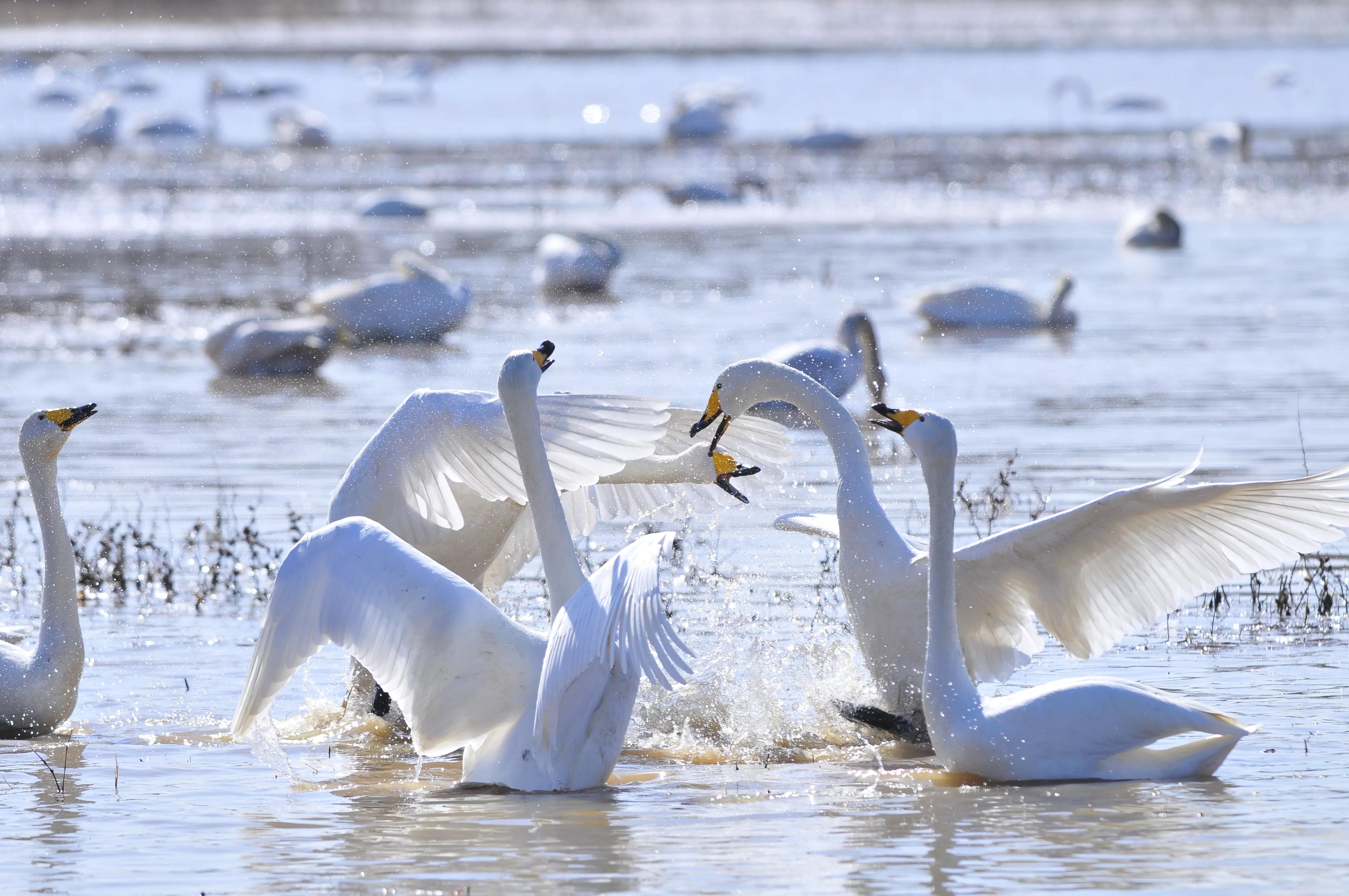 D300s+300F4拍摄/满意,趣解/天鹅斗:只动嘴不动手