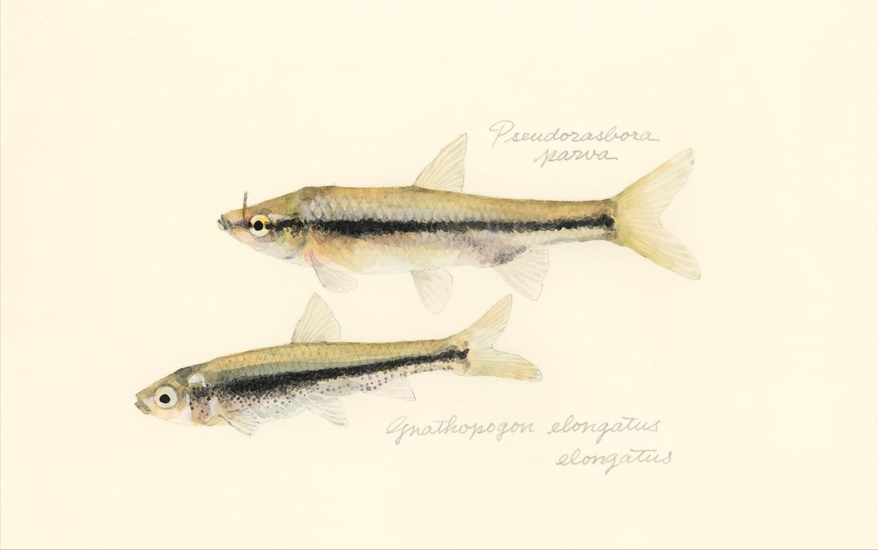 麦穗鱼入侵32个国家,麦穗鱼在欧洲泛滥成灾视频