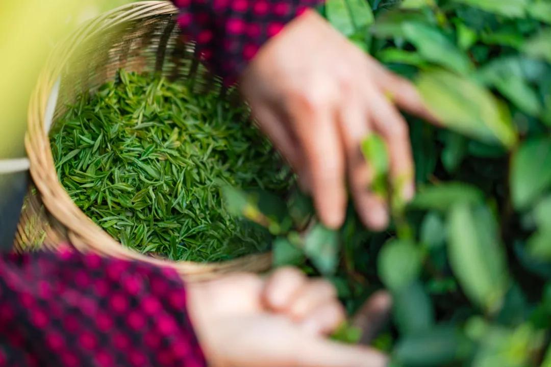 泰国西双版纳旅行,西双版纳基诺山热带雨林徒步