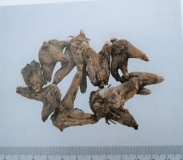 止血收敛的药有哪些,收敛止血中成药有哪些