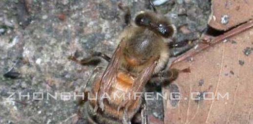 蜜蜂防治病虫害的最佳方法,蜜蜂的常见病用什么药防治