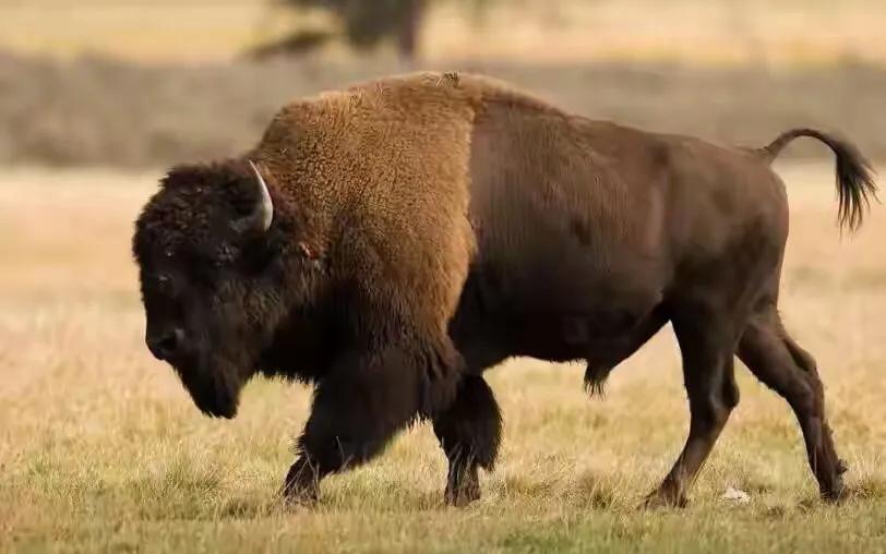 那些因为人类猎杀而灭绝的动物,因人类捕杀而灭绝的动物