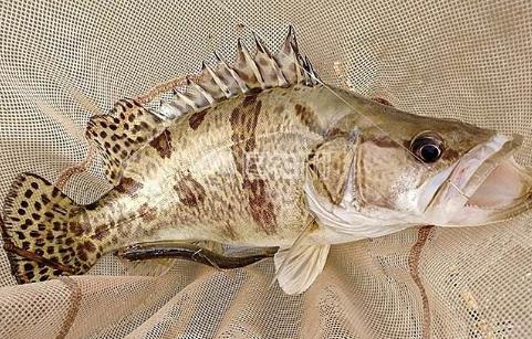 鳜鱼的钓法及技巧,鳜鱼怎么钓效果最好