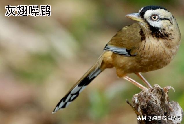 画眉品种有哪些,画眉科的鸟类大全