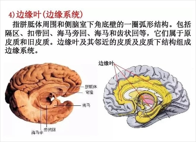 小学教育会造成脑损伤吗,教育改革必要性