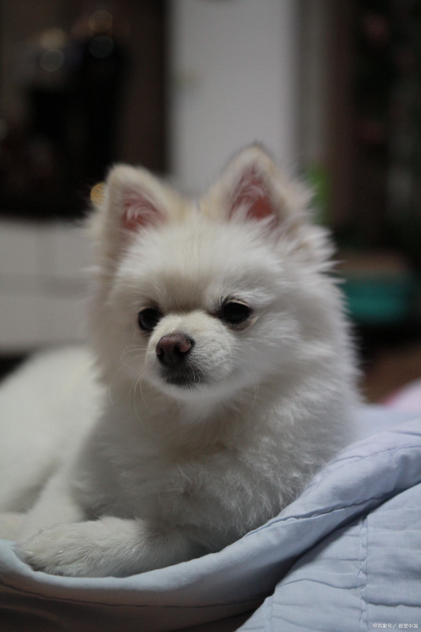 博美狗狗泪痕怎么去除最快最有效,博美有泪痕为什么比有泪痕的贵