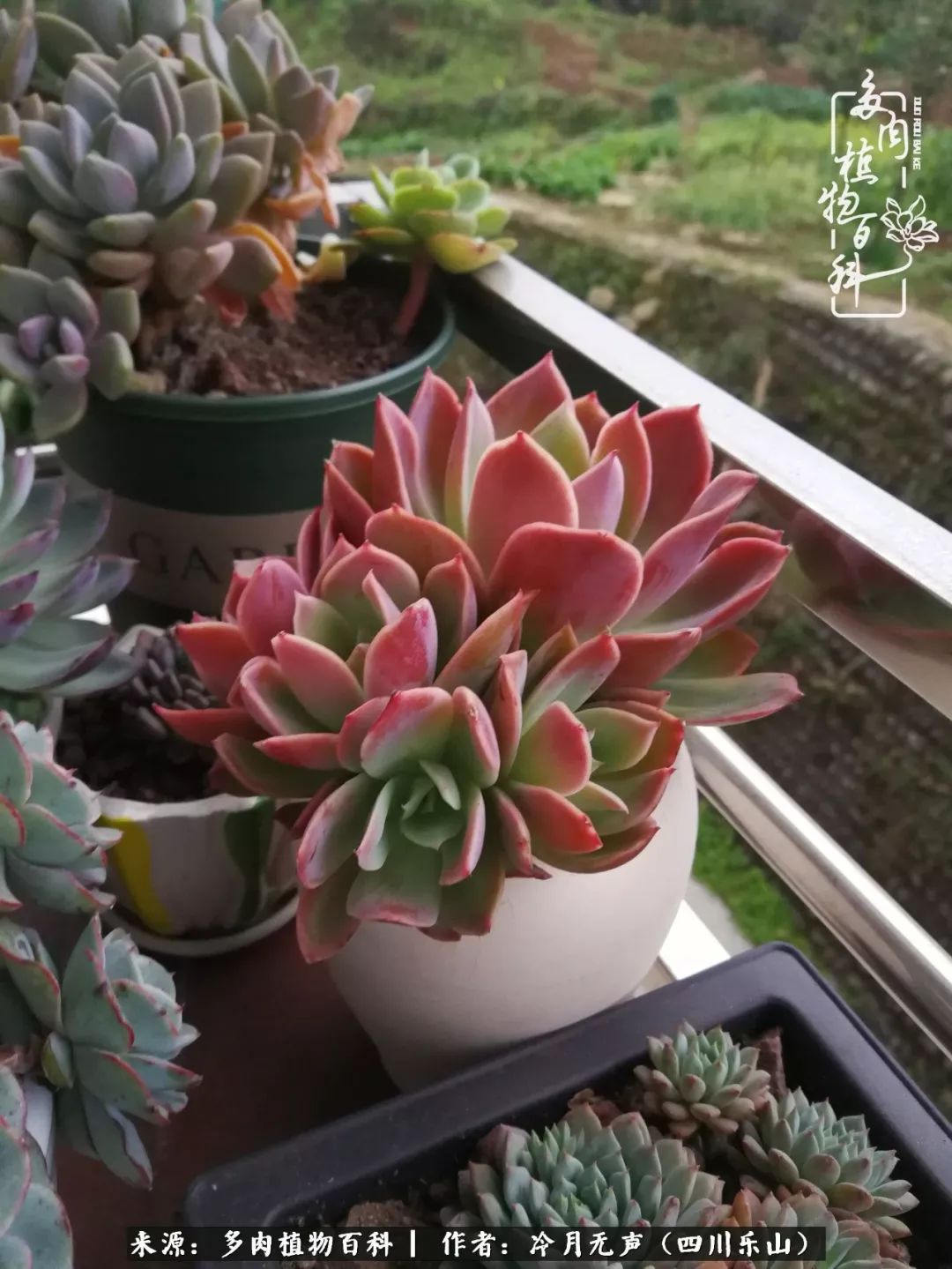 时光见证多肉故事,关于多肉的故事