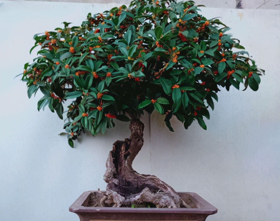 养桂花也需要技巧,掌握这些要点,才能四季油绿,开花香满屋