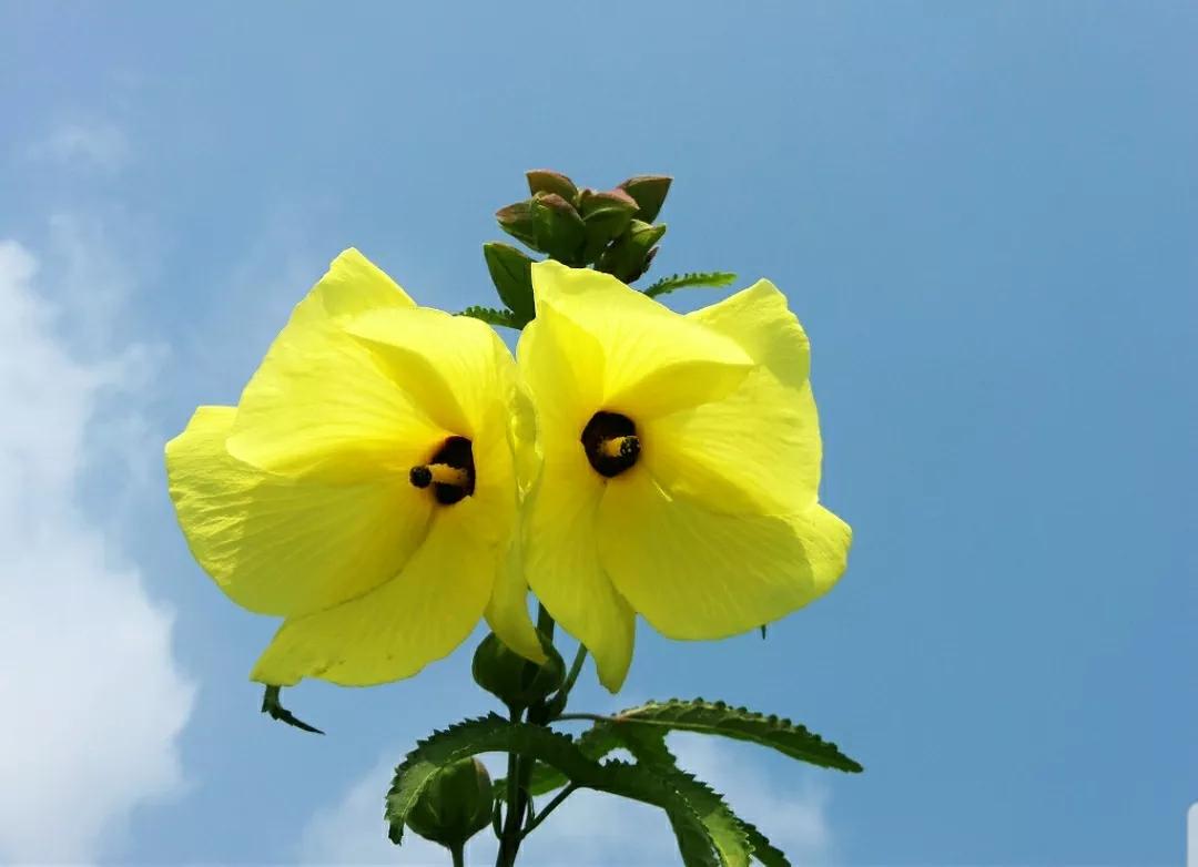 芳踪难觅濒危花!清新治愈篇:沙漠高原是吾家,豹子花的春天来了