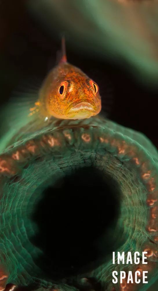 鐪熺浉璁胯皥,寰愬彲鎽勫奖