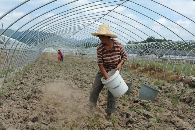 山药红斑是如何形成的,山药红斑病