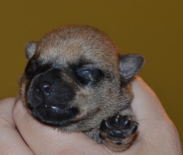 幼犬结膜炎是什么原因引起的呢,病毒性结膜炎导致失明还能治愈吗