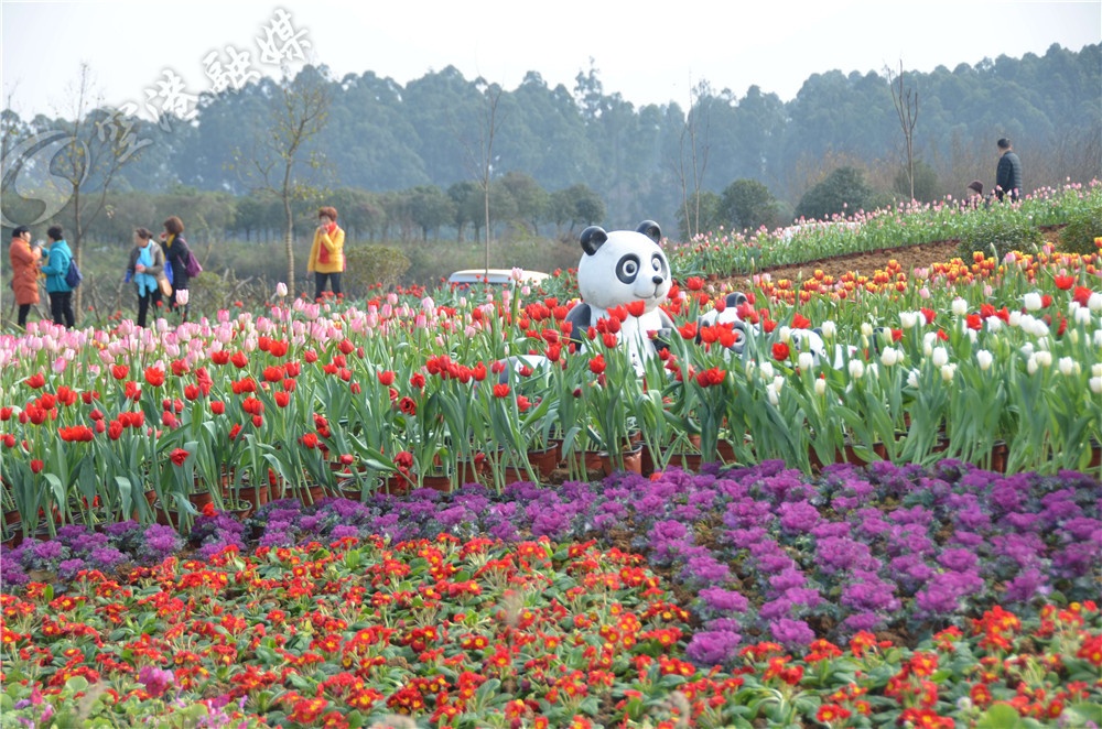 成都双流最新新闻,未来的双流会变成什么样子