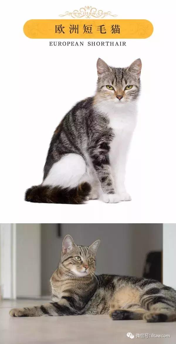 搜猫咪各种图片,世界猫咪图录