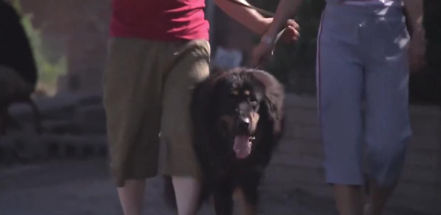 主人想把狗安乐死,主人选择抛弃狗狗