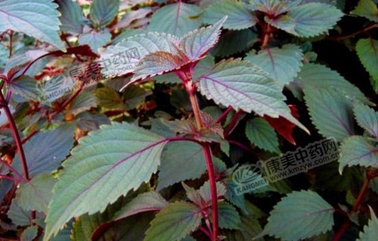 农村种药材哪个品种好,什么品种的药材最值得种植