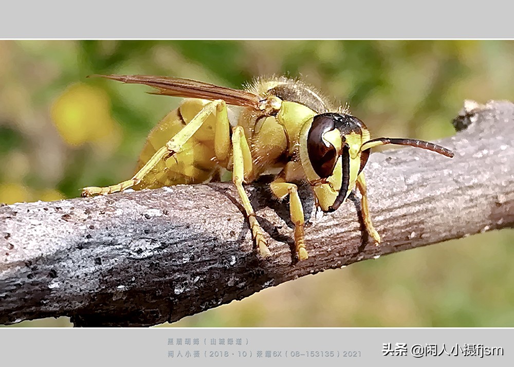昆虫摄影技巧与方法,蜂蛾拍摄技巧