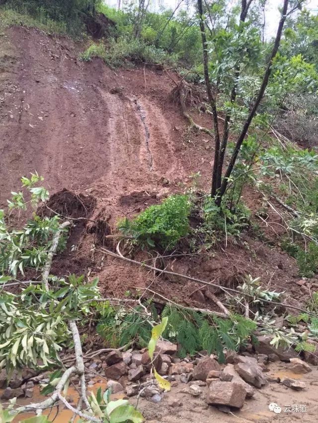 18万冰岛普洱茶,冰岛18年茶价格
