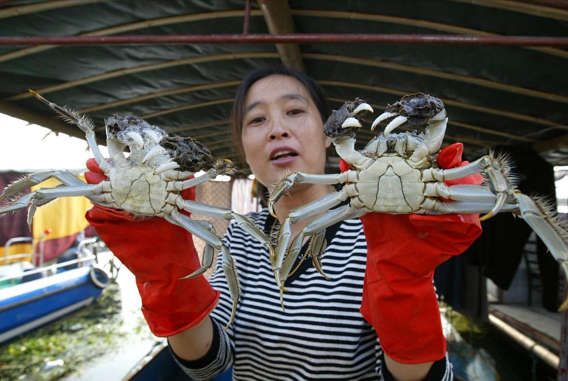 螃蟹公蟹怎么挑选才是正确的,螃蟹怎么选择公蟹还是母蟹好