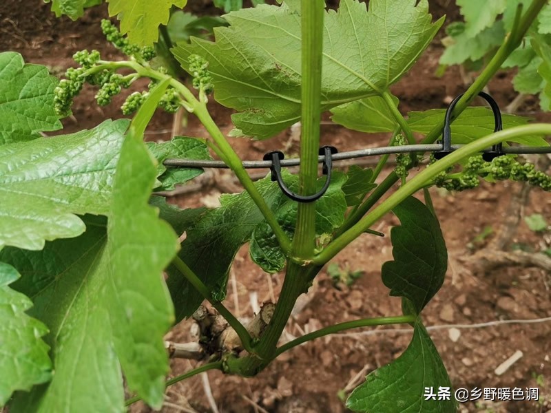 创业种葡萄一亩成本多少,农业种植致富项目葡萄