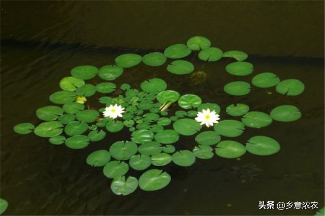 白睡莲怎么种植,养睡莲的方法和注意事项