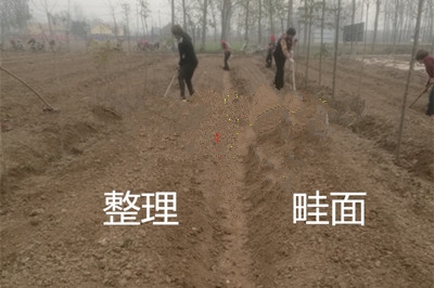 半夏病害该如何防治,半夏三熟种植技术