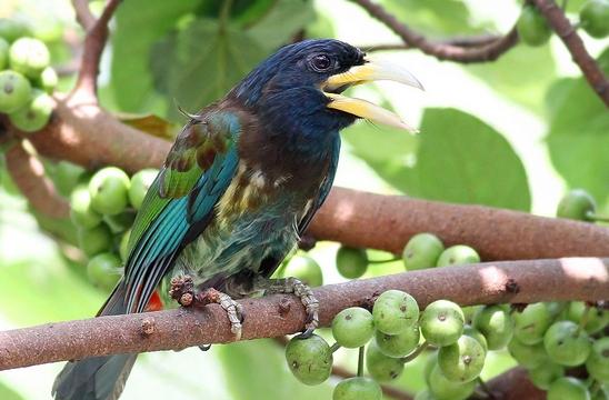 东江揽胜,惠州淡水常见鸟类图谱