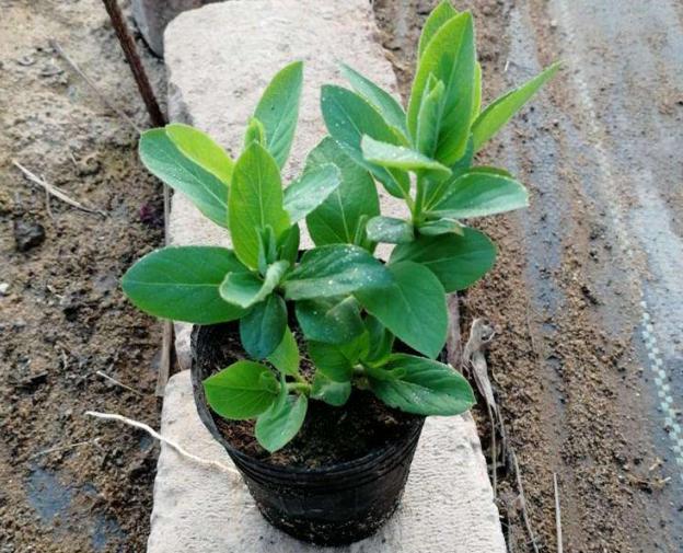 盆栽金银花怎么养老桩,四季金银花什么时候开花花期多久