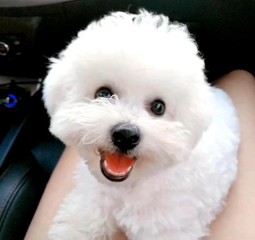 名贵赛级比熊，让弟弟养了15天后，这一团黑是什么东西？