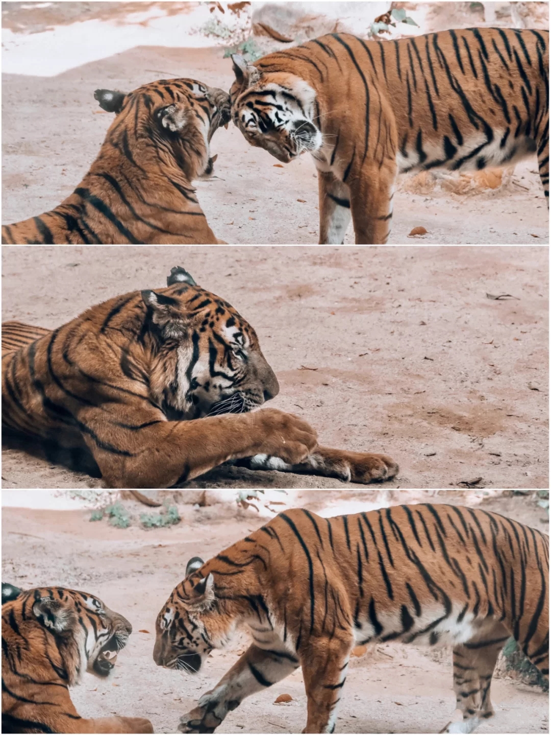 一月广州长隆野生动物园游玩攻略,广州长隆野生动物园半日游玩攻略