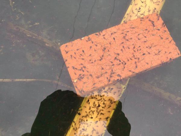 仙桃万蛙鸣青蛙养殖,青蛙养殖湖南省