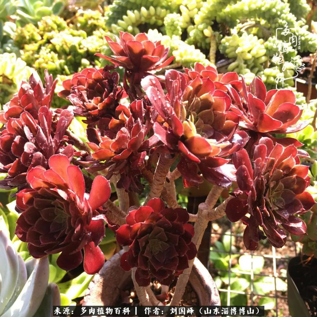 多肉安全度夏技巧,多肉如何度夏教学