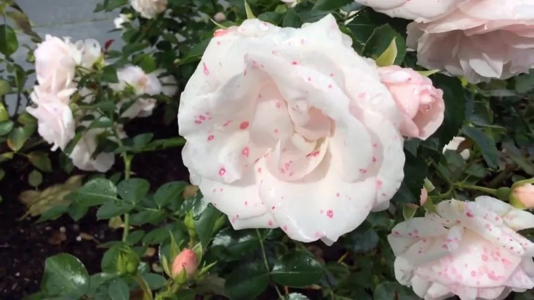 阿司匹林浇花适应哪种花卉,阿司匹林浇花方法与注意事项