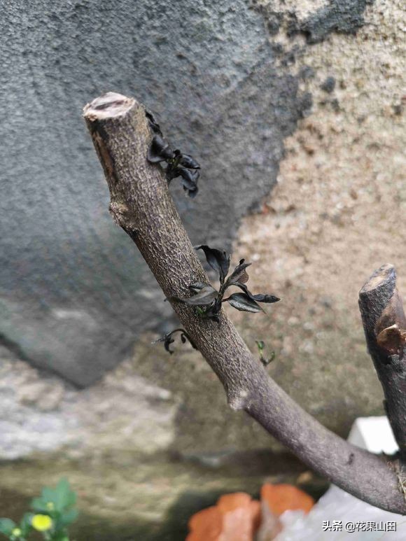 金弹子缠膜出芽了怎么处理,金弹子生桩缠膜发芽怎么处理