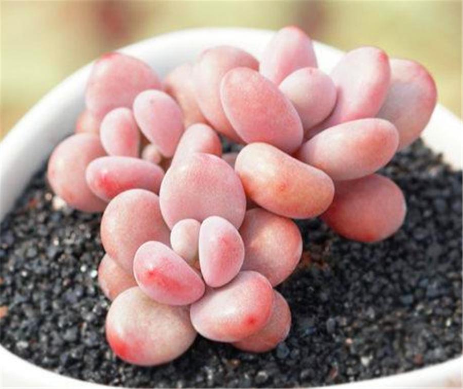 桃蛋夏天怎么养爆盆,夏天桃蛋怎么养才不死