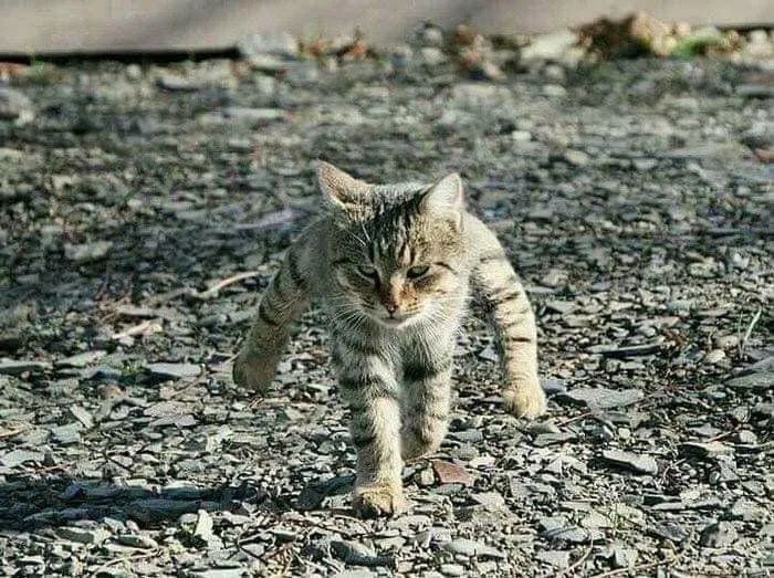 原来猫咪也会这样走路,原来猫咪平时都是踮着脚走路的