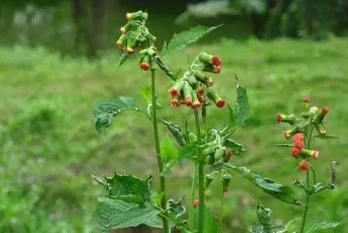 那些常见却叫不上名字的野花野草,常见的野花野草却是农家之宝