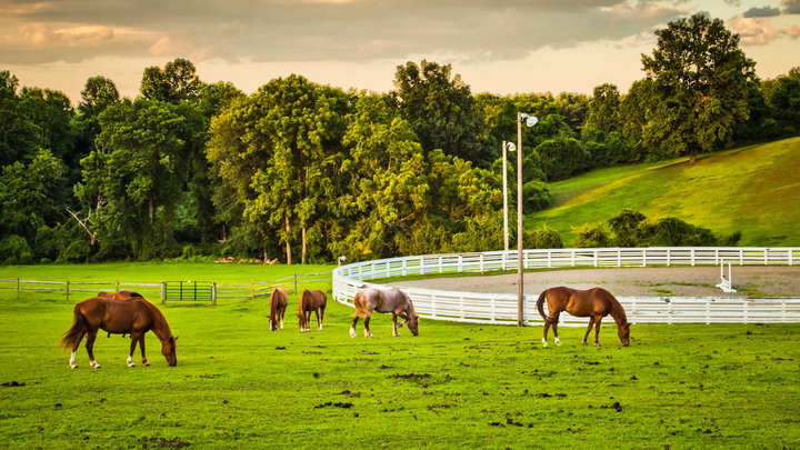 用金做的马桶,纯金马桶