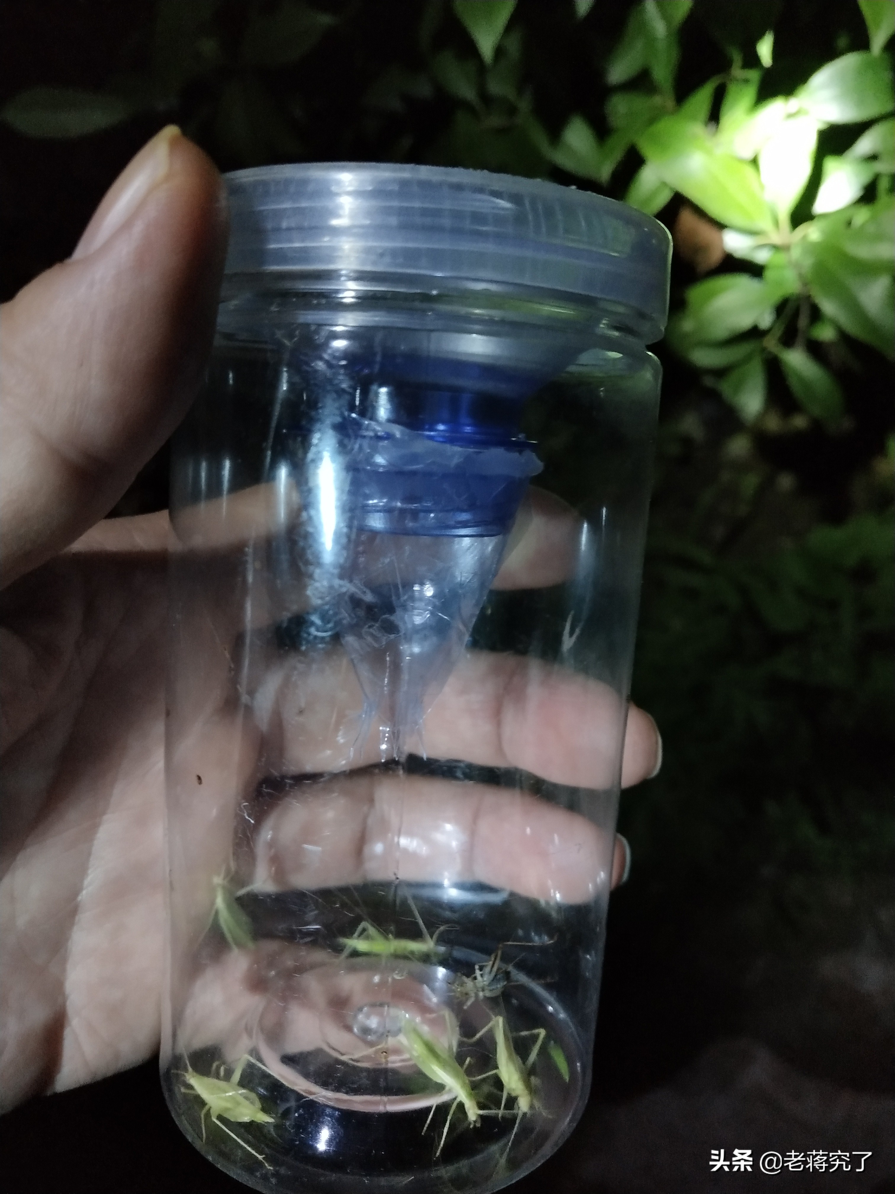 秋天到蟋蟀叫完整版,秋天到蟋蟀叫教材朗读