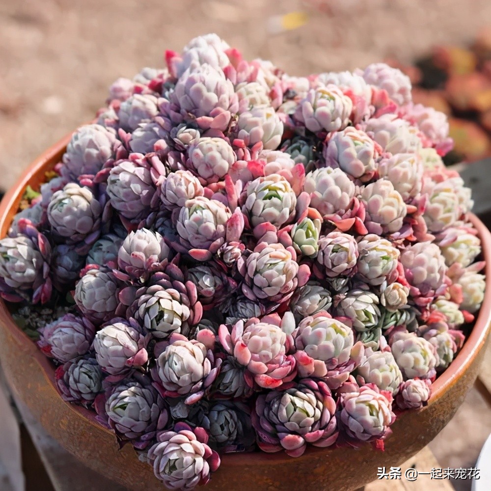 夏天怎么把冰莓多肉种成活,多肉冰莓适合深盆还是浅盆