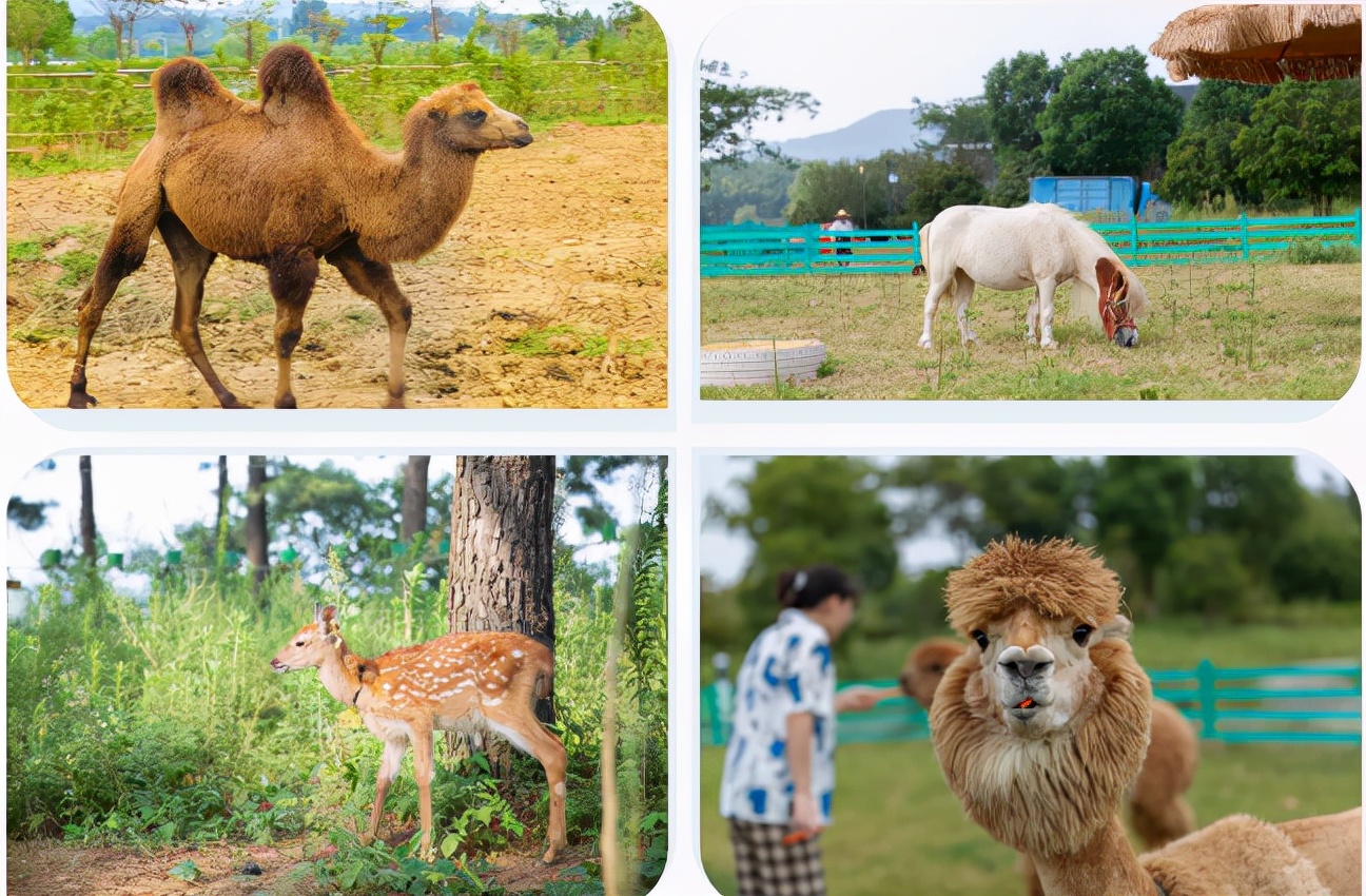 茅山遛娃,金坛茅山游乐场