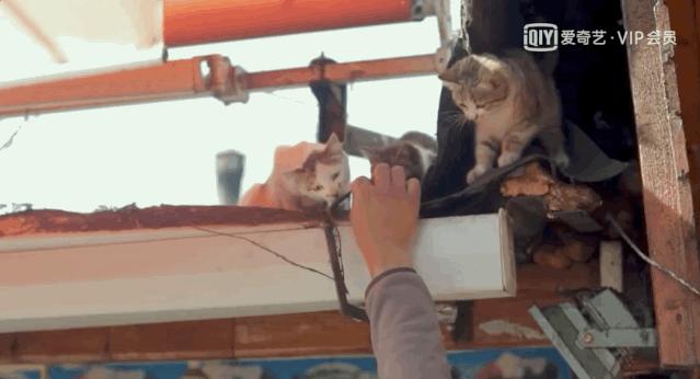 去土耳其当猫好吗,在土耳其做一只幸福的猫