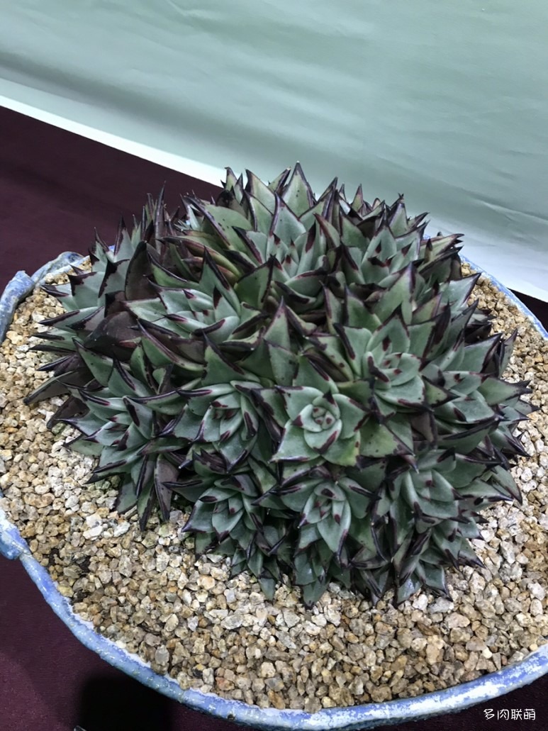 多肉欣赏桃美人,多肉植物欣赏