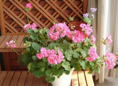 天竺葵不开花的3个原因,天竺葵不开花的原因