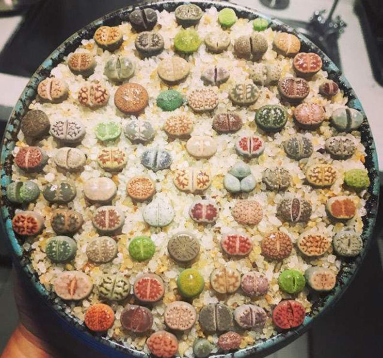 生石花烂根怎么办,生石花烂根了怎么办